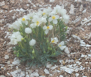 Arctomecon humilis 4/27/02 Atkinville Tony Frates