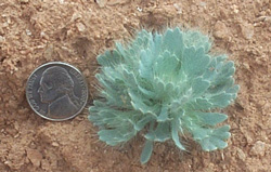 Arctomecon humilis juvenile 4/27/02 Warner Tony Frates