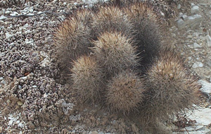 Pediocactus sileri 4/27/02 Tony Frates