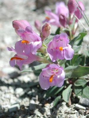 Penstemon grahamii May, 2001 by Susan Meyer