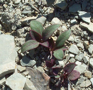 Penstemon grahamii May 27, 2006 by Tony Frates
