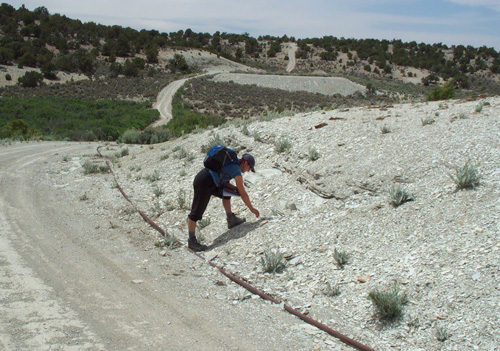 Penstemon grahamii road and pipeline disturbed habitat in Sunday School Canyon May 27, 2006 by Tony Frates