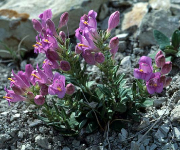 Penstemon grahamii late May, 1979 by Leila Shultz