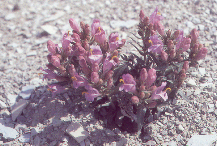 Penstemon grahamii by Duane Atwood