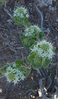 Petalonyx parryi 5/2/04 Tony Frates