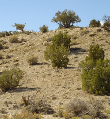Penstemon grahamii habitat on Tavaputs Plateau with OHV damage Oct. 2005 by Kipp Lee