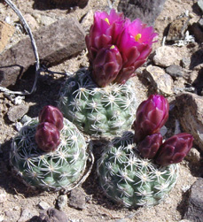 Sclerocactus brevispinus by Dorde Woodruff