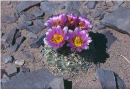 Sclerocactus brevispinus courtesy of Ben Franklin
