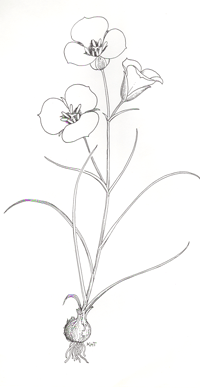 Sego Lily illustration by Kaye Thorne from Utah's Colorful Natives