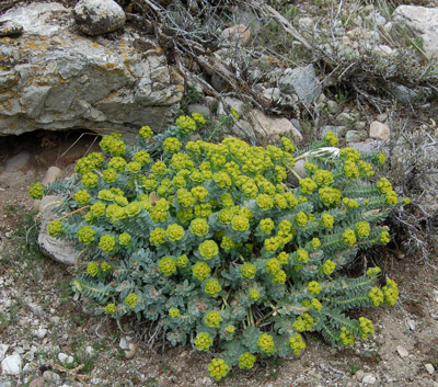 Myrtle spurge 4/10/09 Tony Frates
