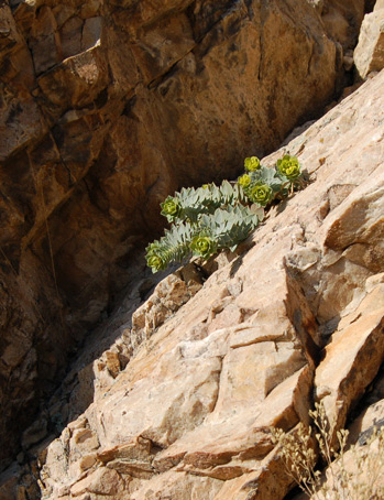 Myrtle spurge 3/27/10 on sheer rock face Tony Frates
