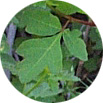 Rhus trilobata leaf Tony Frates 5/03