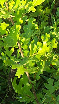 Gambel oak Tony Frates 5/03