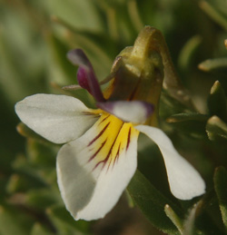 Viola beckwithii 5/2/08 Tony Frates