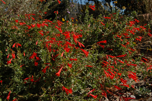 Wild fuchsia Zauchsneria garrettii University of Utah Heritage Garden 9/27/08 Tony Frates