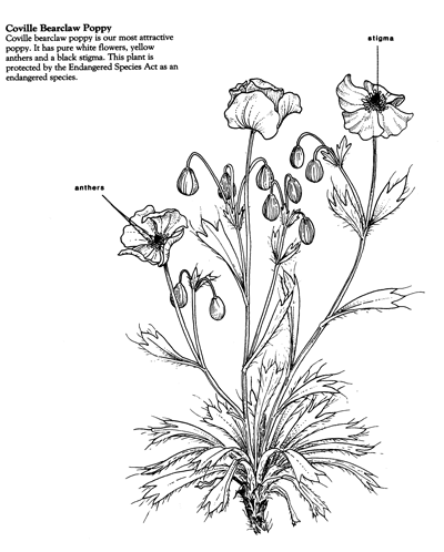 Arctomecon humilis drawing by Kaye Thorne