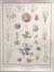 Endangered plants poster