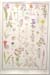 Wildflower plants poster