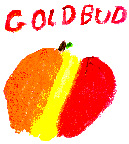 Goldbud