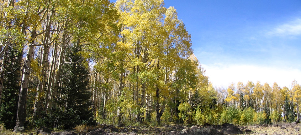 Fall in the mountains