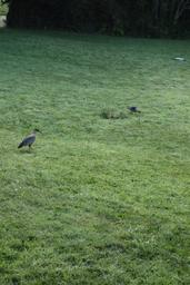Bandurrias aka black beaked ibises [sun jan 13 08:51:24 clst 2019]
