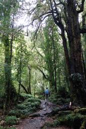 Rainforest trail [wed jan 16 12:17:24 clst 2019]