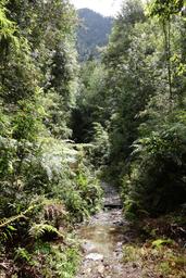 Rainforest trails are wet duh [wed jan 16 12:39:35 clst 2019]