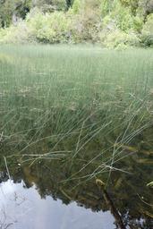 Laguna chaiquenes reeds [wed jan 16 13:47:05 clst 2019]