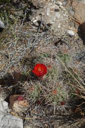 Claret cup [sun may 10 11:05:59 mdt 2020]