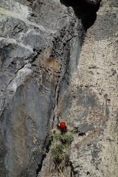 Crevice cactus [fri may 8 17:15:54 mdt 2020]