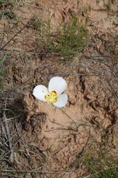 I always have time for a sego lily [sat may 28 11:29:13 mdt 2016]