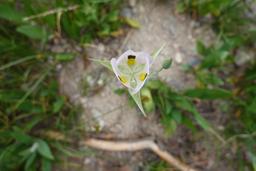 White mariposa lily close up [mon jul 24 13:06:46 mdt 2023]