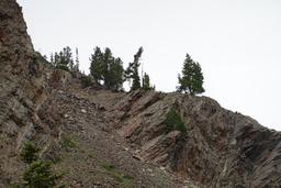 Whitebark pines on the cliffs [mon jul 24 13:08:23 mdt 2023]