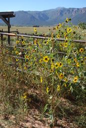 Fisher valley sunflowers [sun sep 16 10:18:29 mdt 2018]