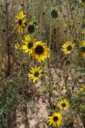 Fisher valley sunflowers [sun sep 16 10:18:47 mdt 2018]