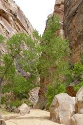 /galleries/hackberry_canyon_2022/021_a_green_archway_[Sat_May_28_13:39:32_MDT_2022].thumbnail.jpg