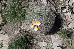Creamy cactus flowers [sat may 27 12:56:37 mdt 2017]