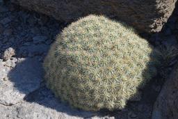 A truly massive barrel cactus on the true summit [mon may 29 09:34:26 mdt 2017]