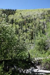 Serviceberry in bloom and aspen in spring foliage [sat may 26 11:01:27 mdt 2018]