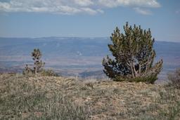 Mary's nipple on the wasatch plateau [sat may 26 14:43:29 mdt 2018]