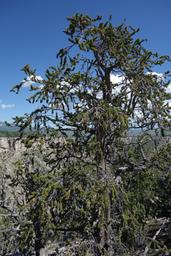A bristlecone pine at the rim [sat jul 6 10:58:06 mdt 2019]