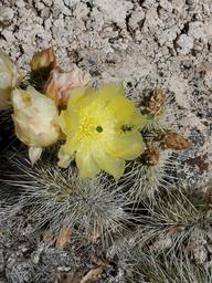 Mojave prickly pear [fri may 24 15:01:09 mdt 2019]