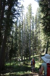 In the lovely forest on the medicine lakes trail [sat jul 7 10:10:23 mdt 2018]