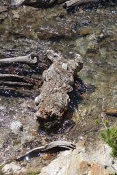 Driftwood in the outlet stream [thu jul 2 12:08:06 mdt 2015]