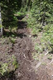 Elk have churned up the trail [mon jul 3 14:37:46 mdt 2017]