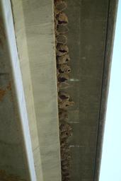 Bird nests under the i 70 bridge [tue jul 4 11:03:30 mdt 2017]