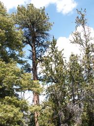 White fir, ponderosa and bristlecone [sat apr 19 2014]