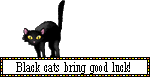 Black cats bring good luck!