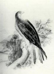 Eagle Perched on a Branch
