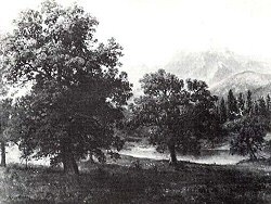Oaks in the Sierras